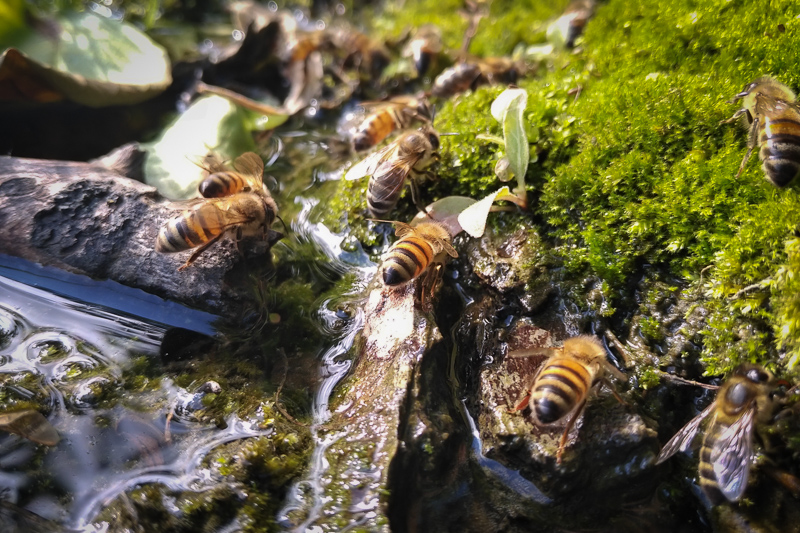 pszczoły piją wodę
